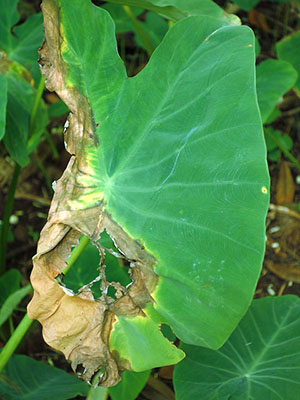 Titik kering pada daun alocacia