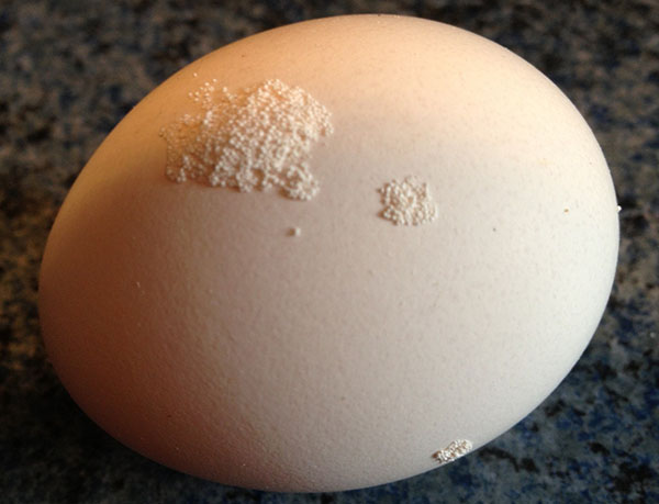 白垩沉积在一个鸡蛋上