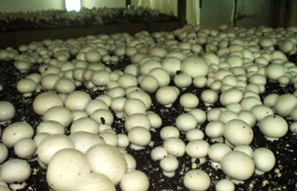 香菇种植