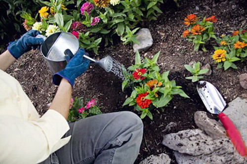 top-dressing of annuals