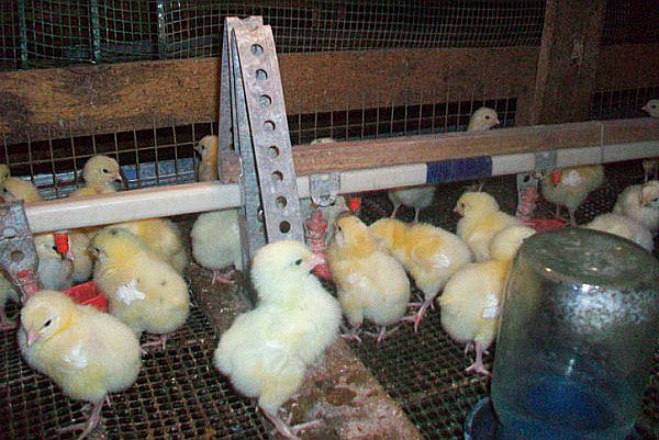 chocando galinhas com complexo vitamínico