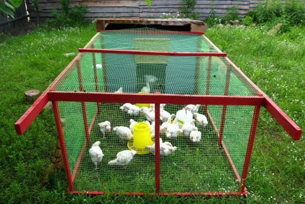 galinhas andando na grama