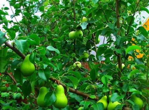 梨 - 苹果树