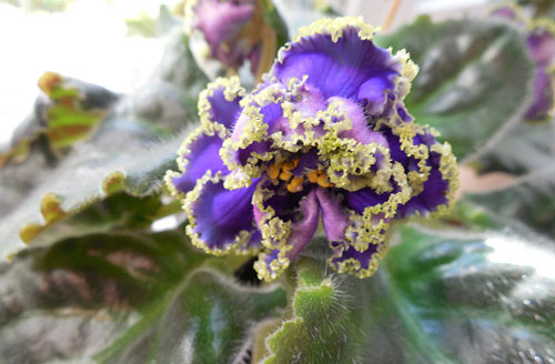 bunga ungu
