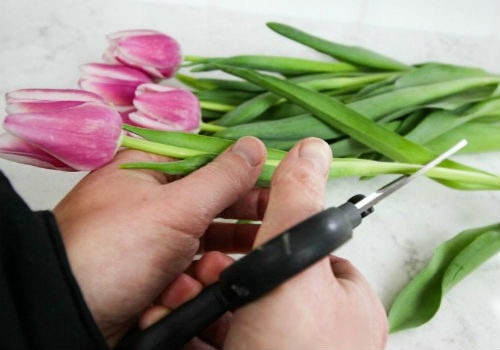 obrezovanje tulipanov