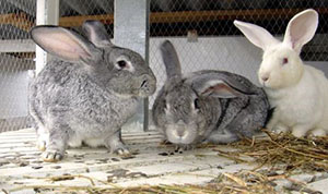 Kaniner har svag immunitet mot olika sjukdomar