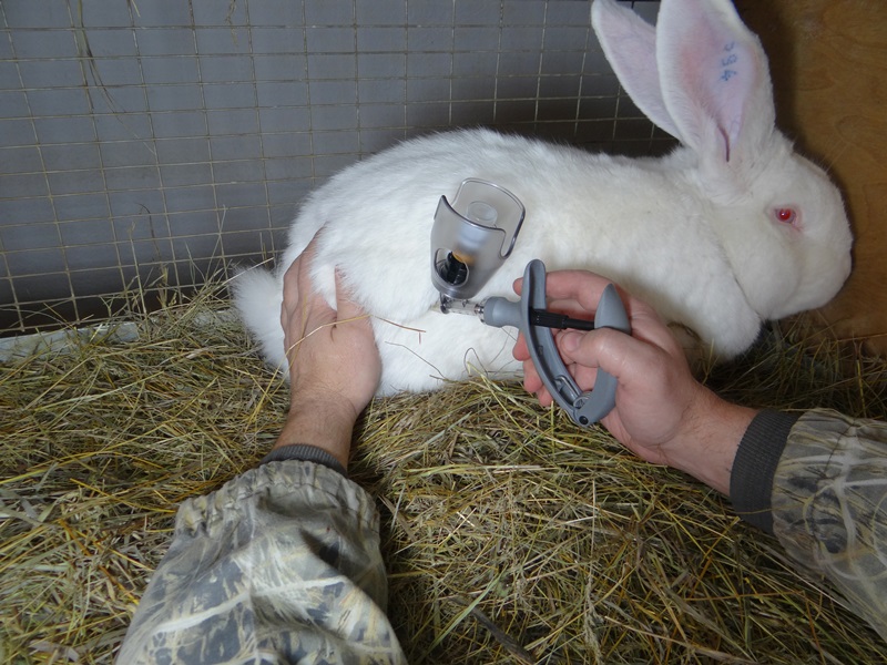 Vaccination av kaniner skyddar djur mot sjukdomar