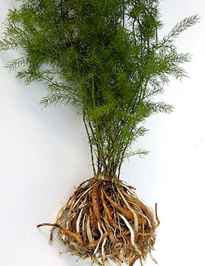 Strukturen av växts asparges