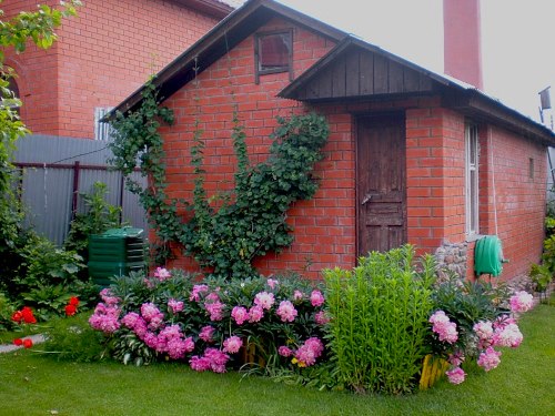 canteiro de flores com peônias na frente da casa