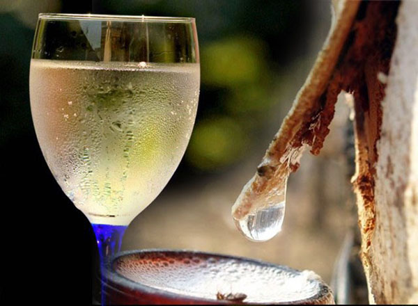 wain dari birch sap sedia untuk digunakan