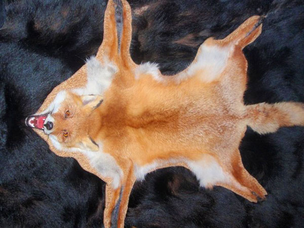 fox piele