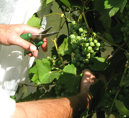 Organizirani pristup sunčevih zraka na grozdove grožđa