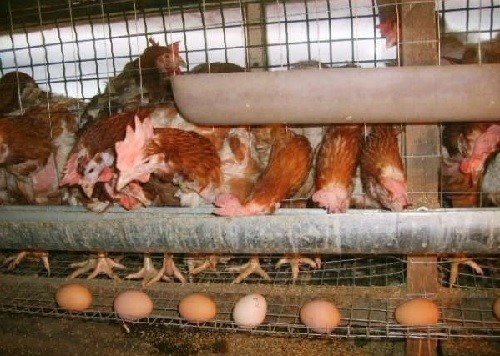 găini ouătoare în cuști