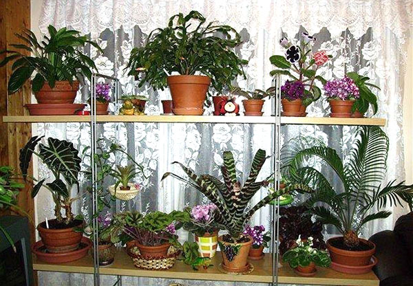 二月的室内植物
