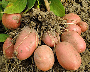 Skörd av tidiga potatisar