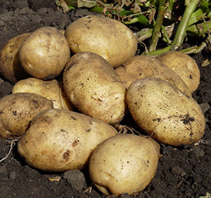 Patates Karatop