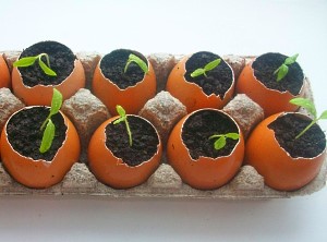 sadnice u jajetu
