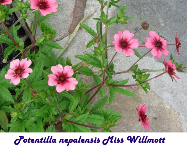 Potentilla nepalensis Miss Willmott