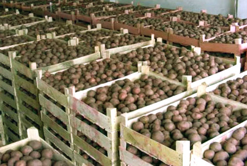 Opslag van aardappelen in dozen
