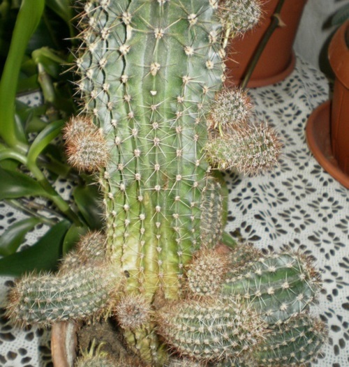 kaktusa