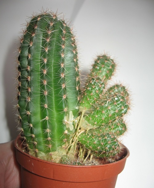 kaktus babes