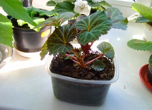Begonia Bush