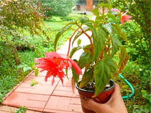 begonia in een pot