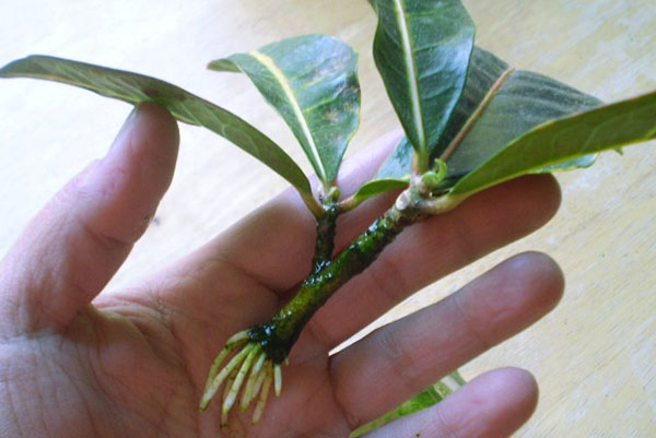 Rooted Croton Stalk