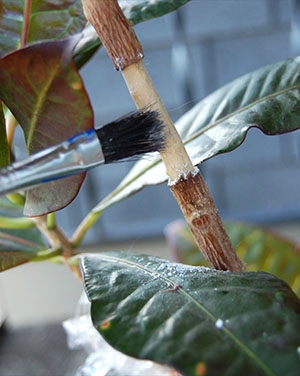Príprava rastlín na rozmnožovanie vo vzduchu