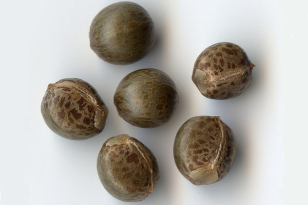 Para a reprodução de croton, são utilizadas sementes de plantas