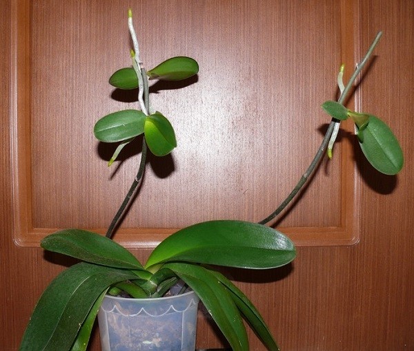 детки орхидеи с корнями