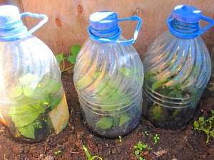 5-litrske steklenice kot rastlinjak