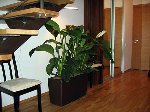 Spathiphyllum op kantoor