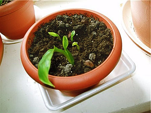 De jonge spathiphyllum groeit en ontwikkelt zich