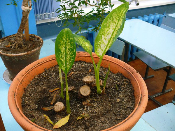 Новые растения из корней диффенбахии