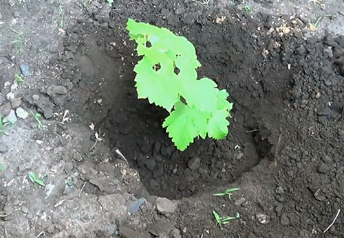 Um novo arbusto de uvas de um corte verde