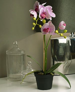 Orhidee într-o oală opacă din material plastic