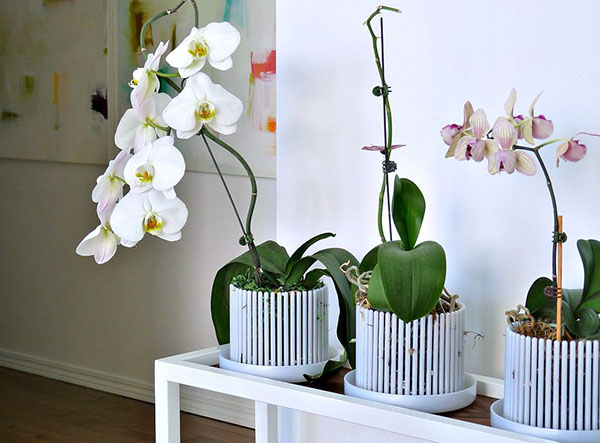 Orhideje u krunama od lonaca