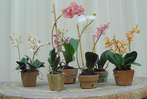 Špeciálne keramické nádoby na orchidey