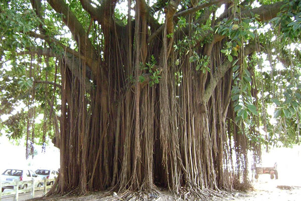Ficus bengali v parku