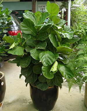 Ficus lily