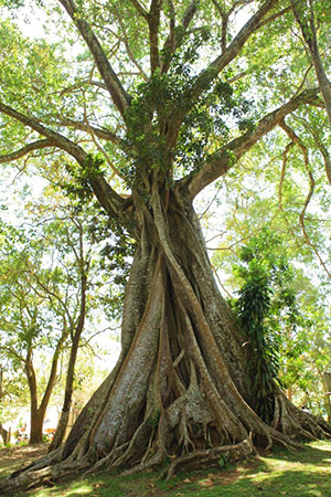 Ficus ศักดิ์สิทธิ์ในป่า
