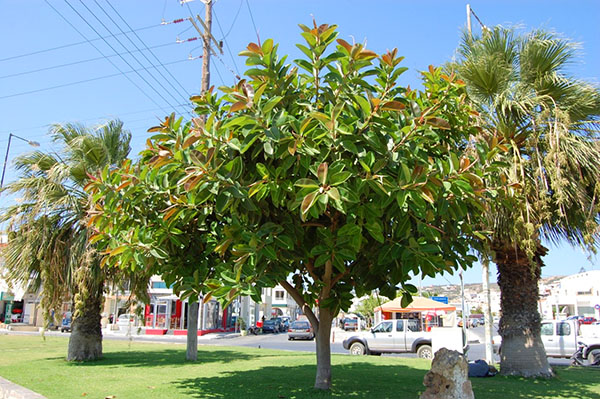 Ficus gumy na uliciach mesta