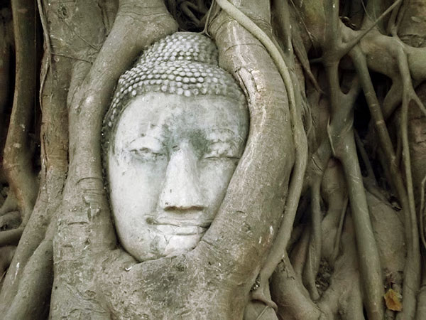 Buda'nın taş heykel, kutsal ficus içine büyümüş