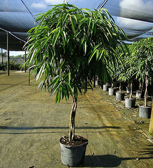 Ficus Binnendika Ali