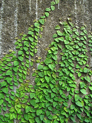 Ficus pumila alebo pygmy
