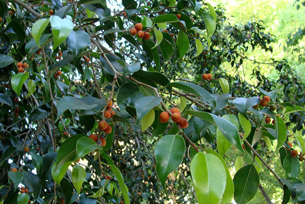 Benjamin incir ağacının yaprakları ve meyveleri