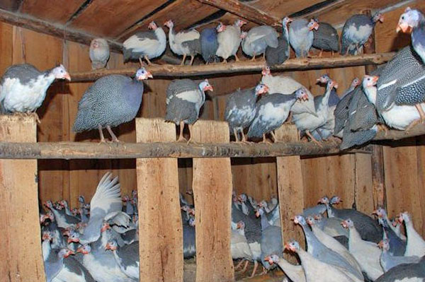 การบำรุงรักษานกกินีที่บ้าน
