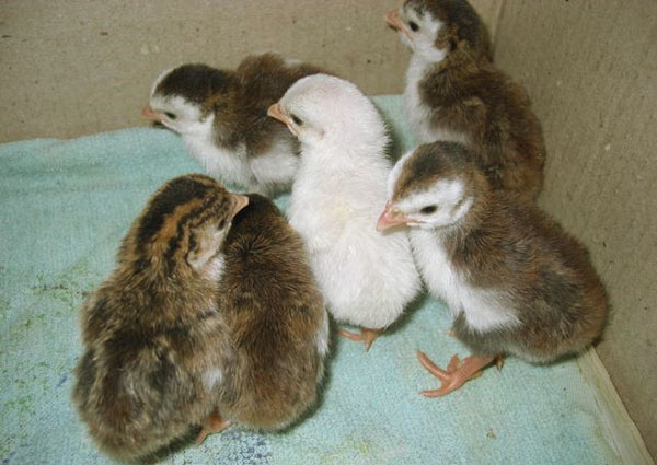 Pet hatchling menetas dalam inkubator