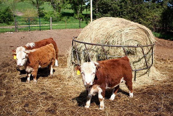 фермерство маленьких коров